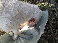 Istarski gonič vlasnika Željka Jovanovića povređen u lovu na divlje svinje