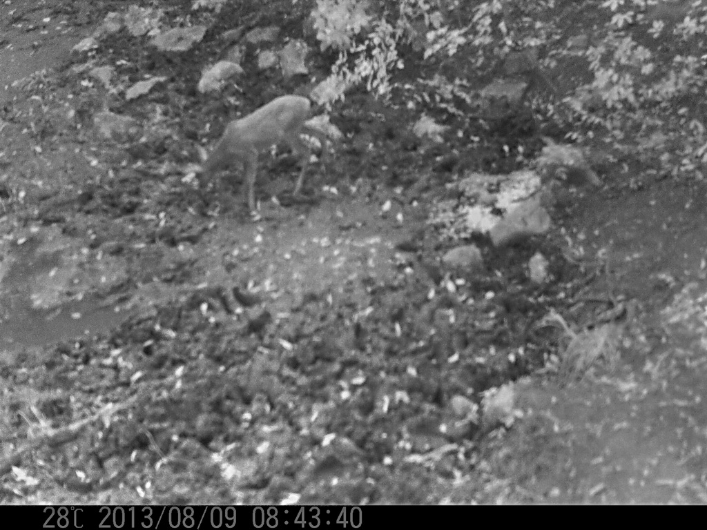 Srneća divljač na pojilištu